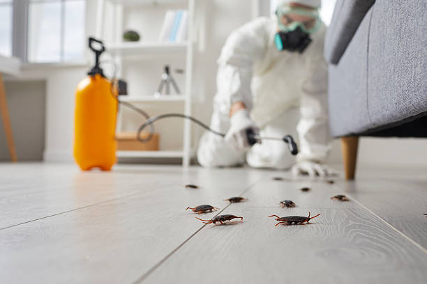 Trusted Cockroach Control service in Boerne, TX - Nex Pest Control